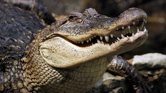 Animals Crocodiles