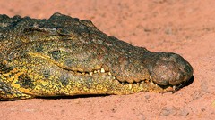 Animals Crocodiles
