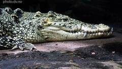 Animals Crocodiles