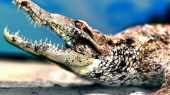Animals Crocodiles