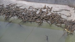 Animals Crocodiles babies