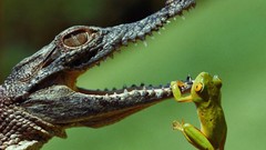 Animals Crocodiles Jaws Frogs hanging Reptiles amphibians