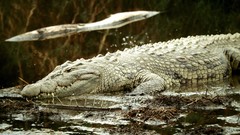 Animals Crocodiles mud