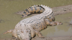Animals Crocodiles Reptiles