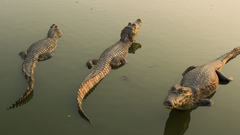 Animals Crocodiles Reptiles