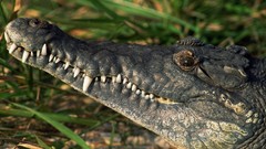 Animals Crocodiles Reptiles