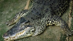 Animals Crocodiles Reptiles