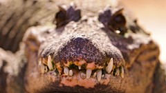 Animals Crocodiles Reptiles