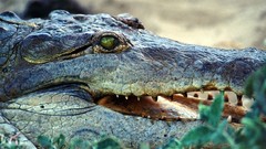 Animals Crocodiles Reptiles