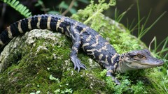 Animals Crocodiles Reptiles baby animals