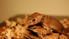 Animals Crocodiles Reptiles skink