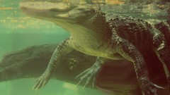Animals Crocodiles underwater