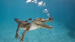 Animals Crocodiles underwater croc