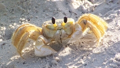 Animals crustacean crabs