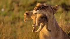 Animals cubs Africa Lions baby animals