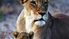Animals cubs Africa Lions feline baby animals