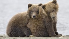 Animals cubs Bears baby
