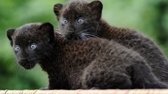 Animals cubs blue eyes panthers
