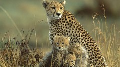 Animals cubs cheetahs mother Kenya National mara