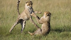 Animals cubs cheetahs wildlife baby animals