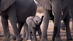 Animals cubs elephants wild animals baby elephant baby animals