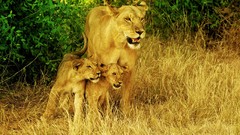 Animals cubs family Lions