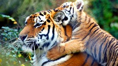 Animals cubs family Tigers baby animals