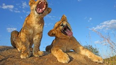 Animals cubs funny Lions smiling baby animals