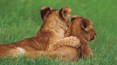 Animals cubs Kenya mara