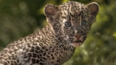 Animals cubs Leopards baby animals