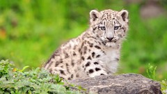 Animals cubs Leopards snow leopards