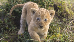 Animals cubs Lions