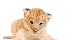 Animals cubs Lions