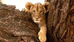 Animals cubs Lions