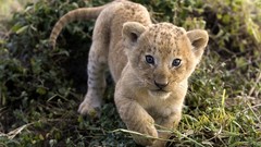 Animals cubs Lions