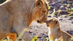 Animals cubs Lions affection baby animals