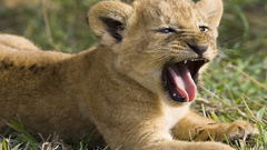 Animals cubs Lions baby