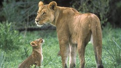 Animals cubs Lions baby