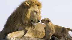 Animals cubs Lions baby