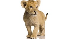 Animals cubs Lions baby animals