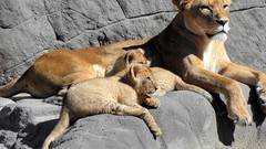 Animals cubs Lions baby animals