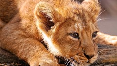 Animals cubs Lions baby animals