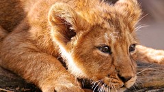 Animals cubs Lions baby animals