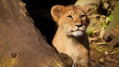 Animals cubs Lions baby animals