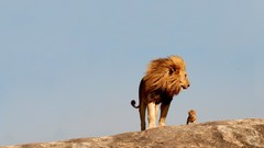 Animals cubs Lions baby animals