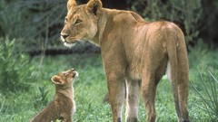 Animals cubs Lions baby animals