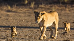 Animals cubs Lions baby animals