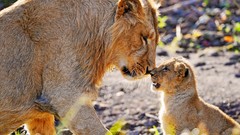 Animals cubs Lions baby animals