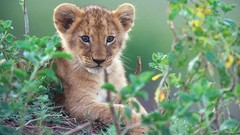 Animals cubs Lions feline