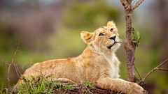 Animals cubs Lions feline baby animals